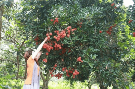 Thưởng thức vẻ đẹp của vườn trái cây Phú An Khang