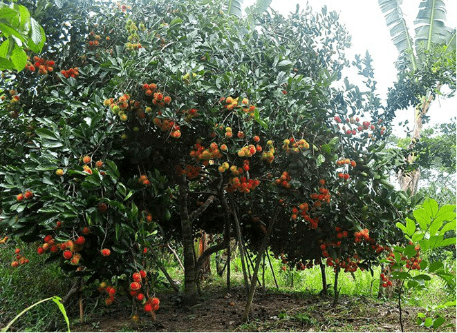 Chôm chôm thơm ngon