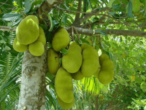 Đa dạng trái cây tại vườn