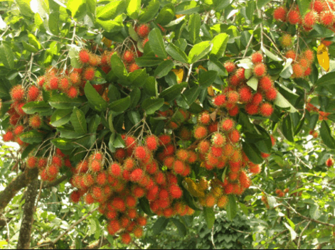 Chôm chôm chín đỏ tại vườn