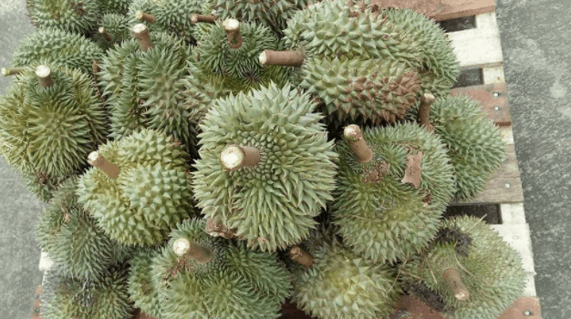 Sầu riêng ngon mê ly