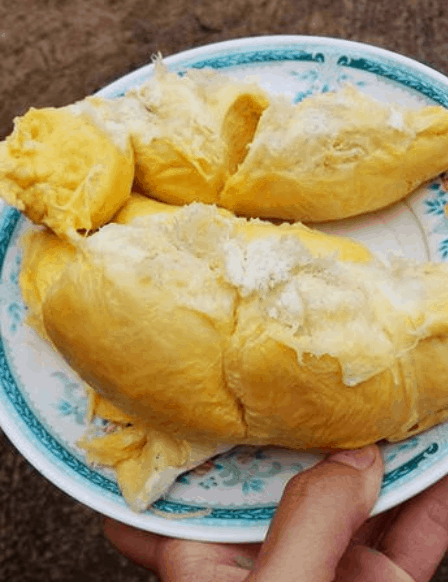 Sầu riêng tươi ngon
