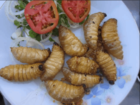 đuông dừa