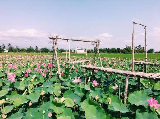 Bức tranh đồng sen Tháp Mười
