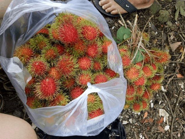 Vườn trái cây Út Tiêu