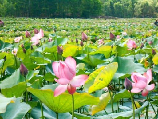 Góc đẹp của đồng sen Tháp Mười