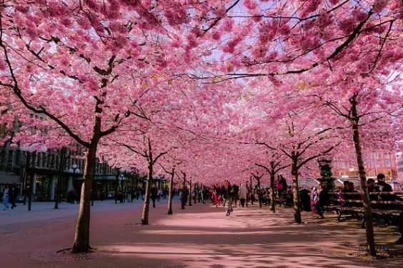 vẻ đẹp của hoa anh đào Nhật Bản