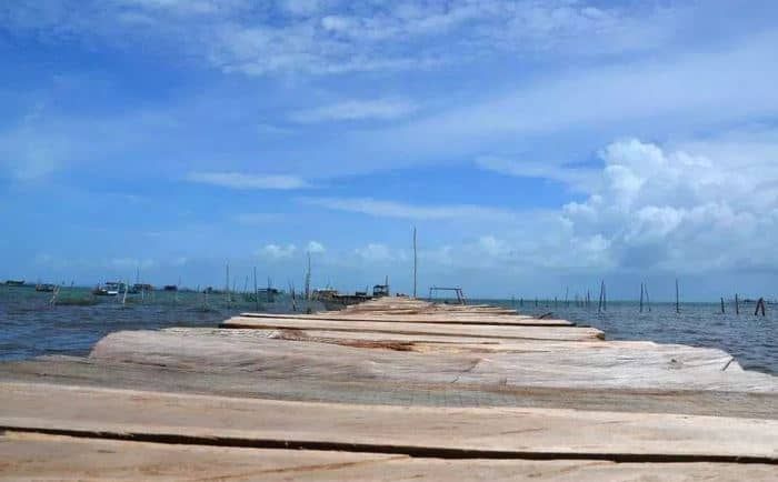 cầu gỗ tới nhà bè Rạch Vẹm