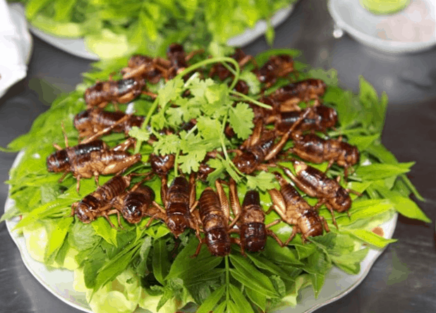 Thách thức bạn bè xem ai ăn côn trùng giỏi hơn tại làng sinh thái Fosaco!
