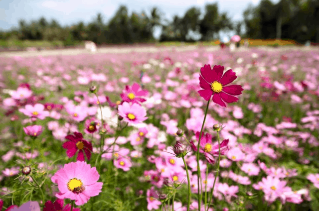 Hoa cosmos - một trong những giống hoa đầu tiên được trồng tại Mãn Đình Hồng (ảnh ST)