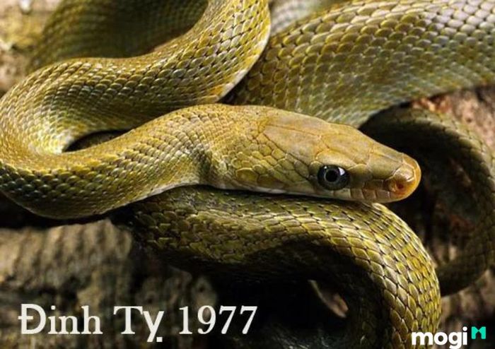 Đinh Tỵ năm 1977