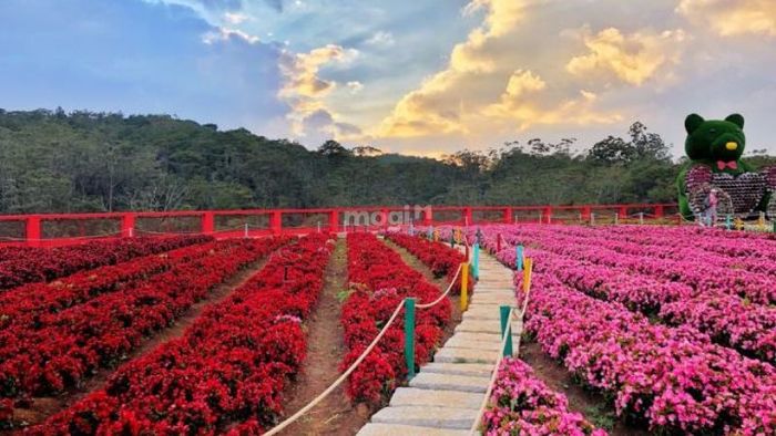 Vườn hoa Đà Lạt