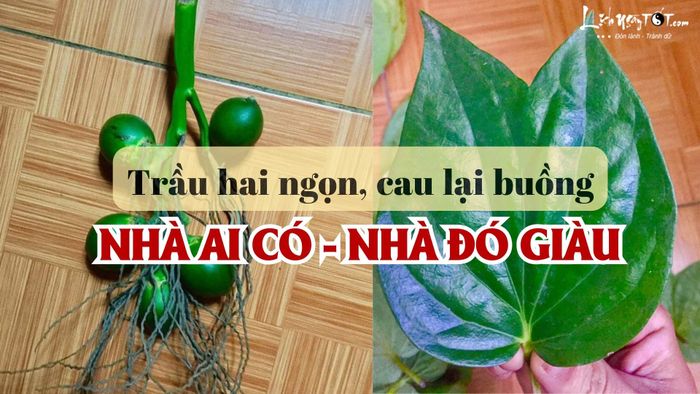 Trầu hai ngọn cau lại buồng 1