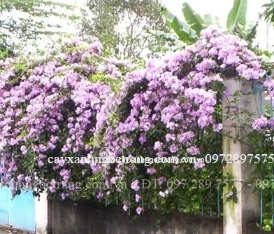 ánh hồng