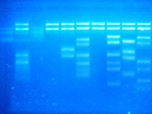 Hóa chất điện di DNA