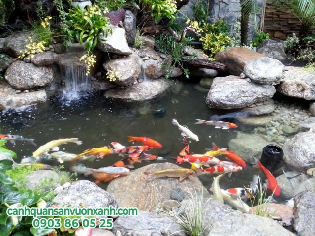 Dịch vụ thiết kế & thi công hồ cá Koi
