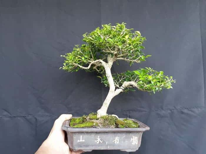 Cây cảnh