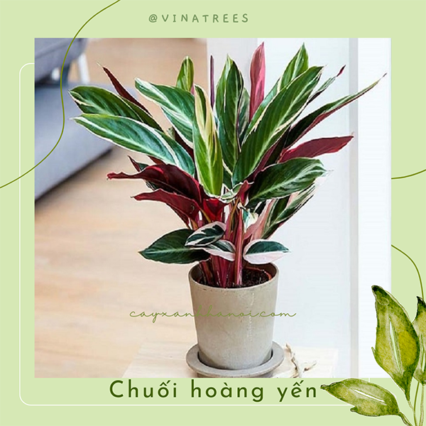 Cây chuối hoàng yến