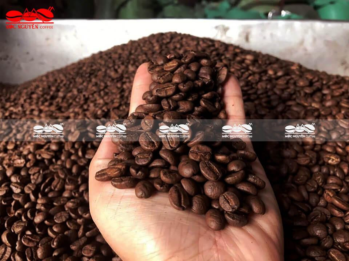 Cà phê hạt Robusta