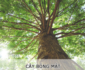 Cây cối