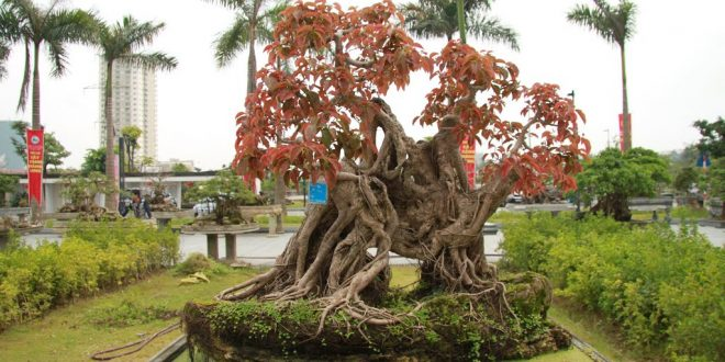 Cây sộp