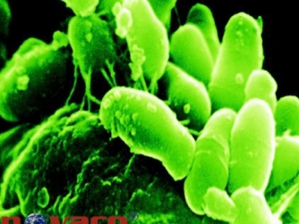 Bifidobacteria