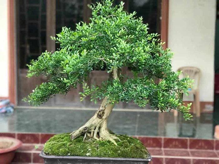 Cây cảnh