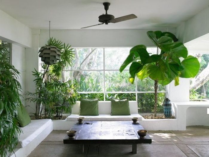 Cây cảnh