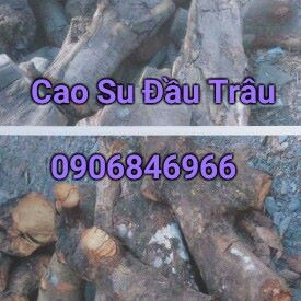 Củi cao su đầu trâu