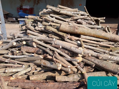 Củi cây