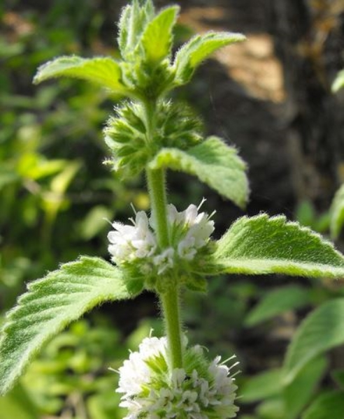 Tinh dầu bạc hà