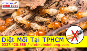 Dịch vụ diệt mối