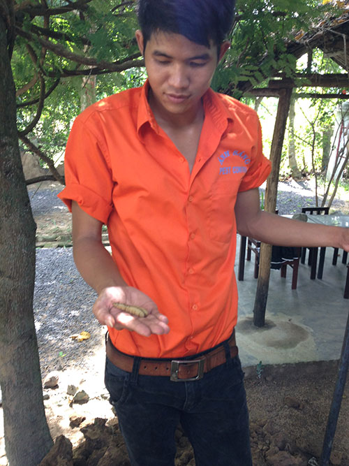 Dịch vụ diệt mối, mọt