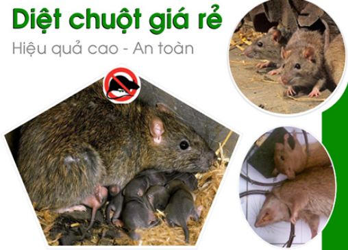 Dịch vụ diệt chuột