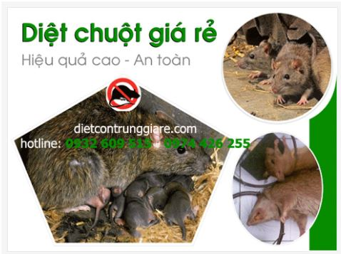 Dịch vụ diệt chuột