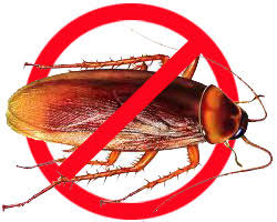 Dịch vụ diệt gián