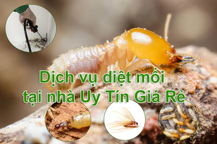 Dịch vụ diệt mối