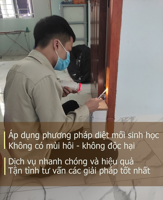 Dịch vụ diệt mối