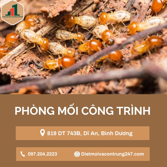 Phòng mối công trình