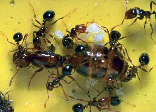 Dịch vụ diệt kiến