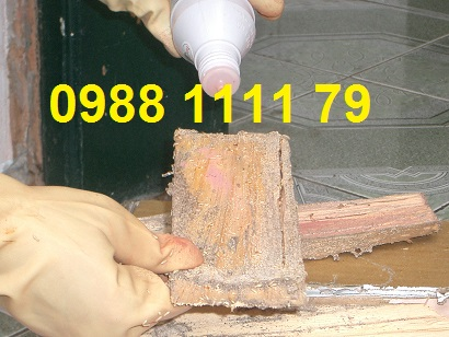 Dịch vụ diệt mối