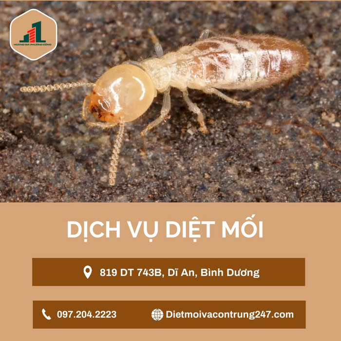 Diệt mối tận gốc