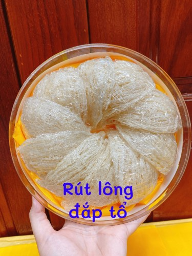 Tổ yến rút lông đắp tổ