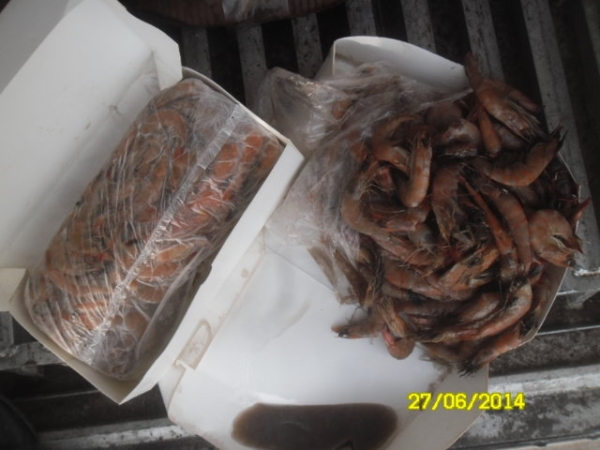 Giám định nông sản, đông lạnh