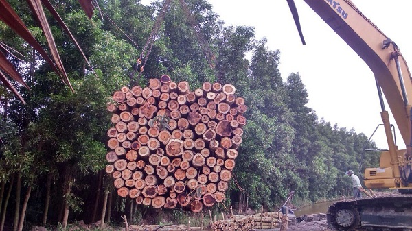 Gỗ mua trong nước