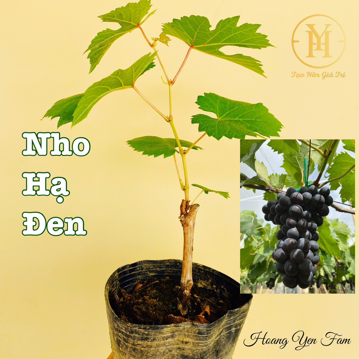 Cây nho giống