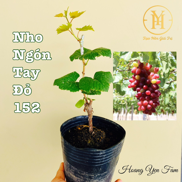 Cây nho giống