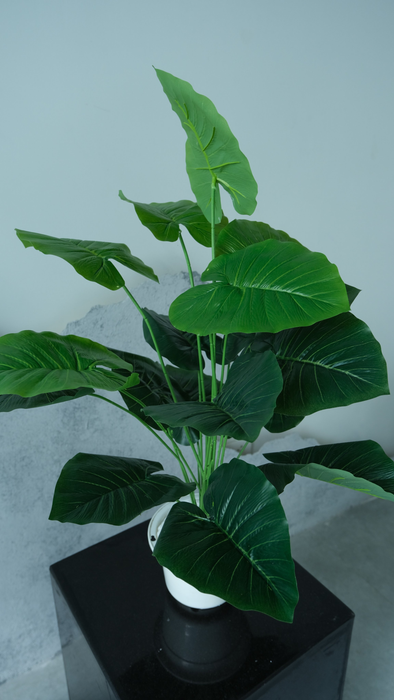 Cây Monstera