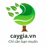 Shop Cây Giả Ngọc Minh