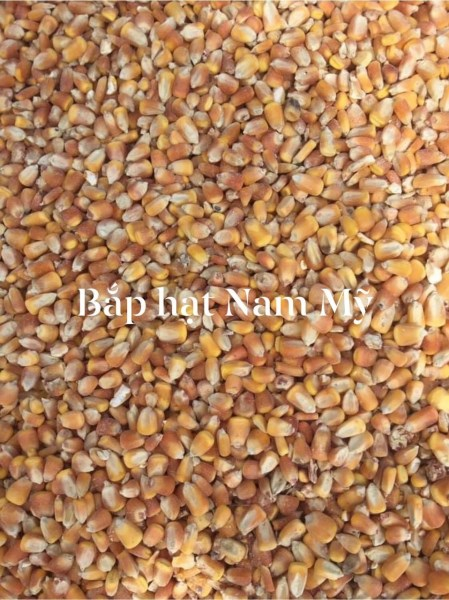 Bắp hạt Nam Mỹ